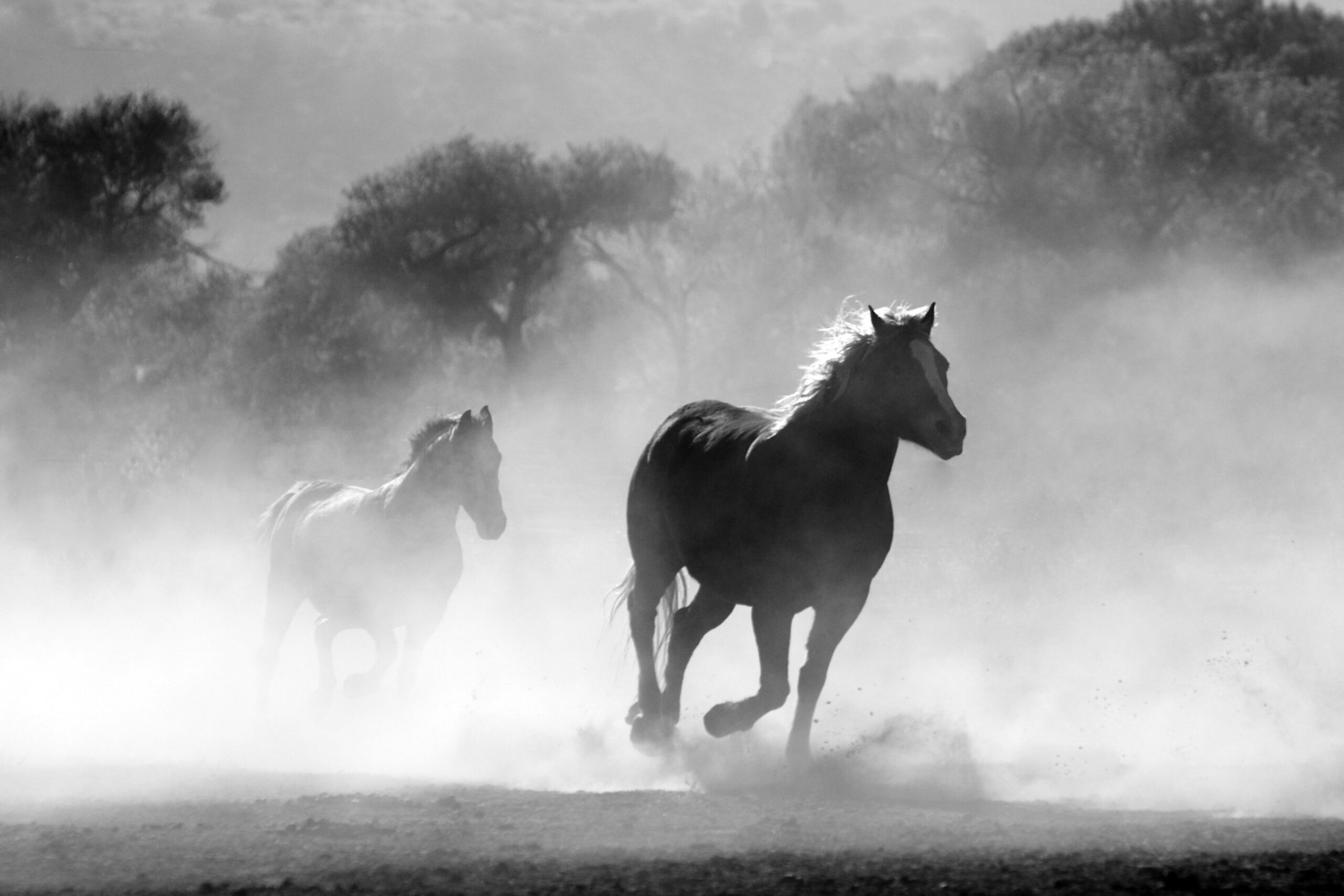 sapnuoti arklius