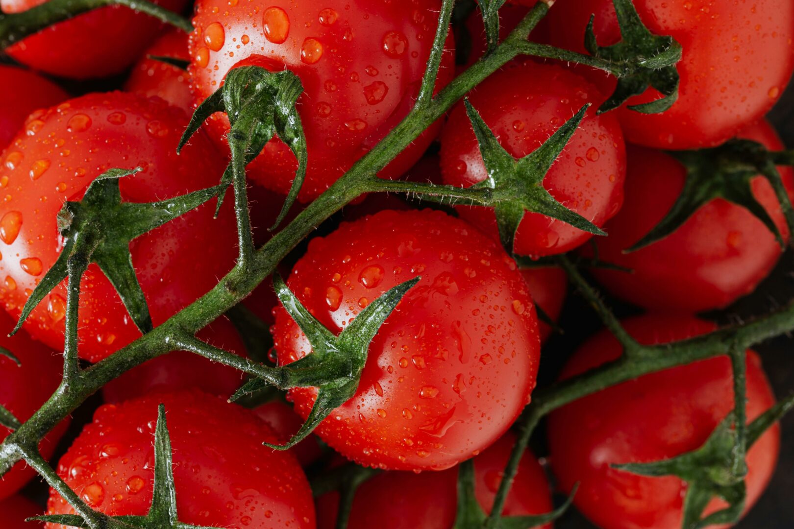 Kada sėti pomidorus