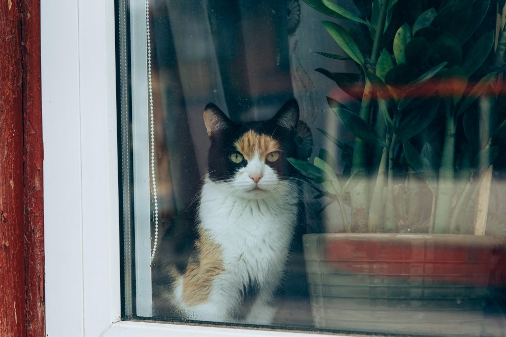 Cat staring through the window